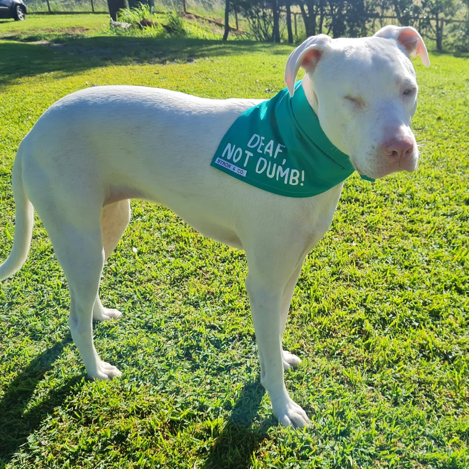 Teal Byron Co Bandana – deafdogrescue