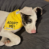Yellow Byron & Co Adopt Me Awareness Bandana