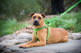 FDC -L/XL Strap Harness