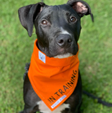 Orange Byron & Co In Training Awareness Bandana