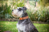 FDC - No Dogs S/M Clip Collars